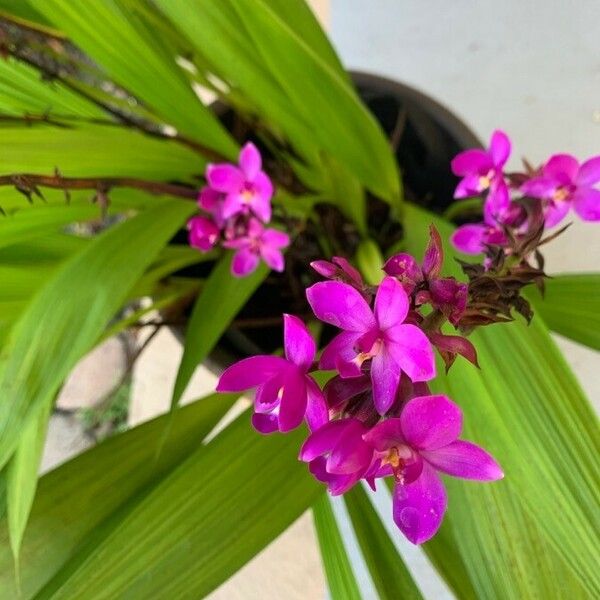 Spathoglottis plicata Blomst