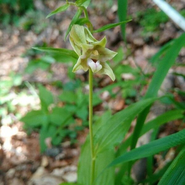 Epipactis muelleri Çiçek