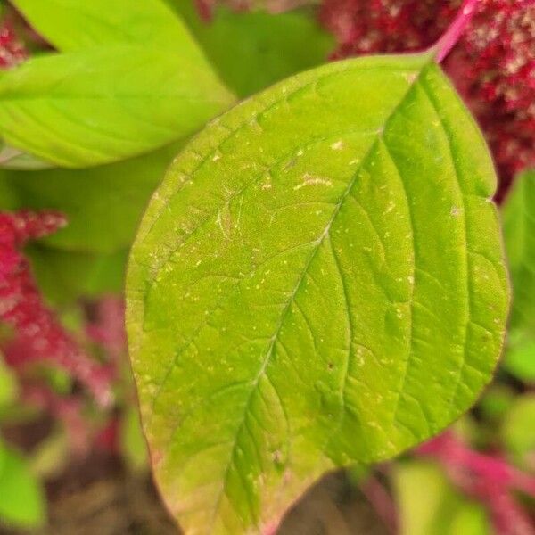 Amaranthus caudatus Yaprak