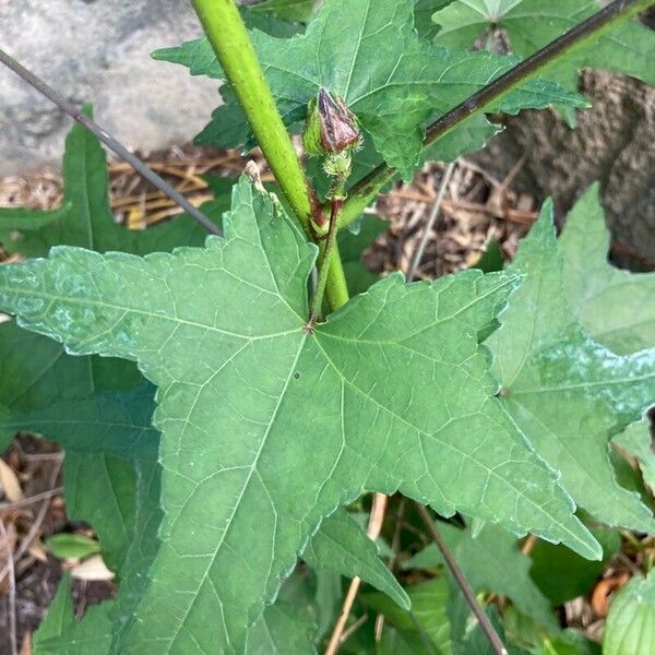 Abelmoschus manihot Leaf