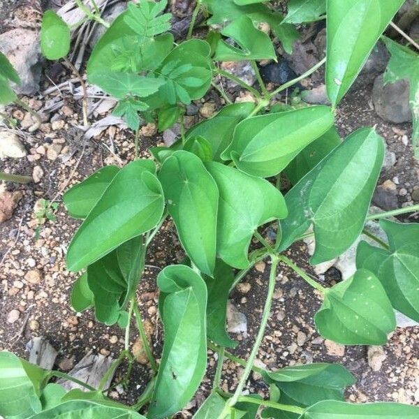 Dioscorea alata برگ