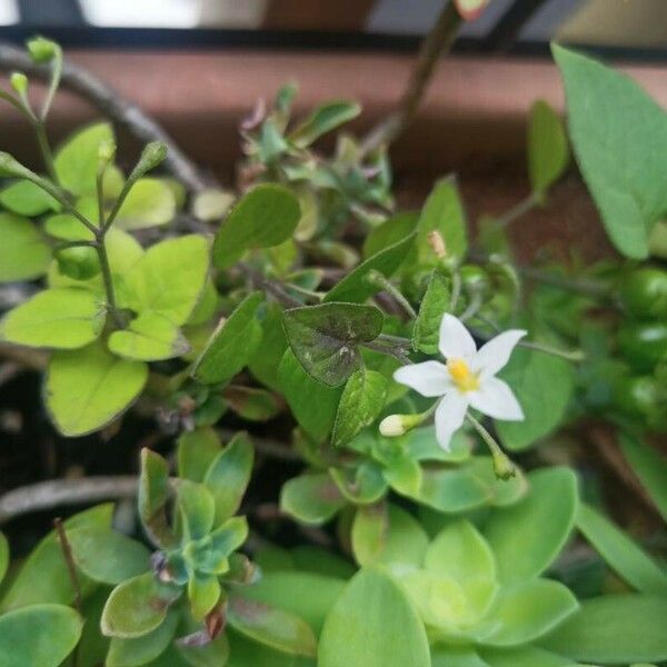 Solanum americanum Кветка