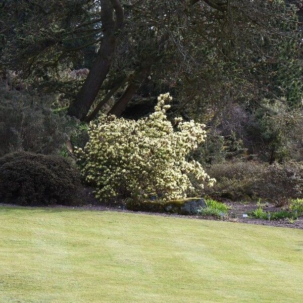 Rhododendron lutescens