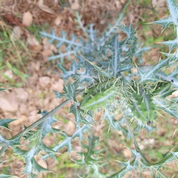 Argemone mexicana Blomst