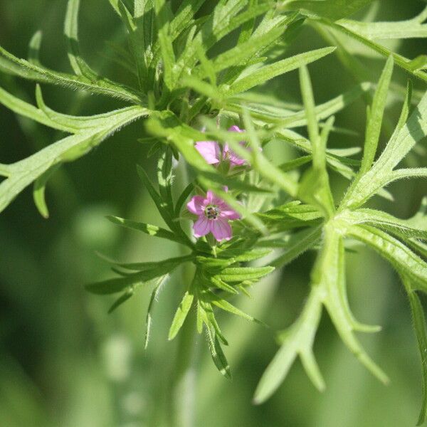 Geranium dissectum Flower