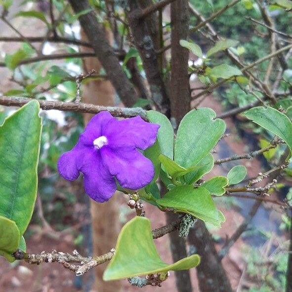 Brunfelsia uniflora Цветок