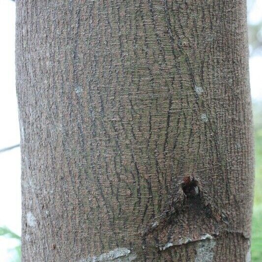 Acacia mearnsii മറ്റ്