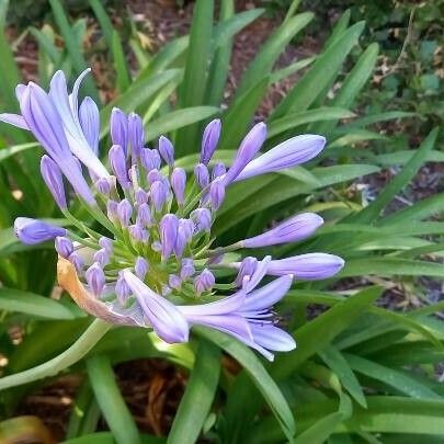 Agapanthus praecox Blüte