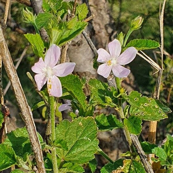 Hibiscus meyeri Blodyn