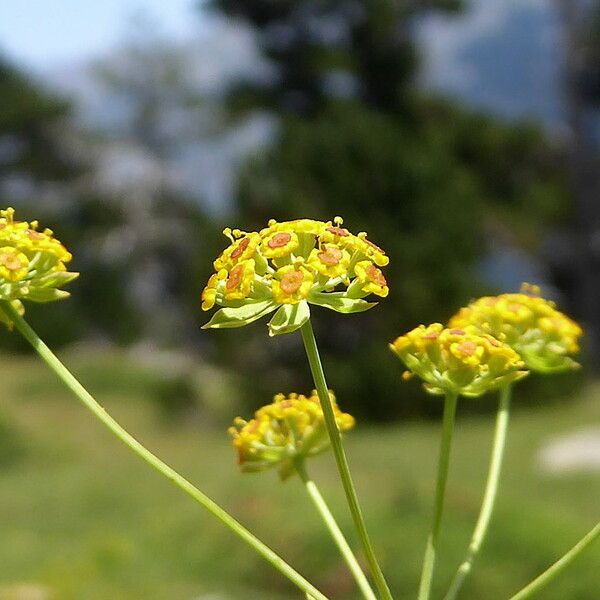 Bupleurum ranunculoides Цветок