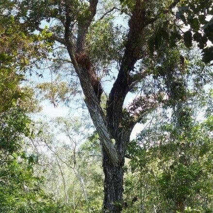 Acacia spirorbis Bark