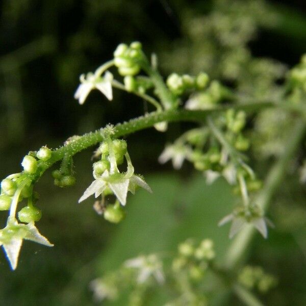 Sicydium tamnifolium Outro
