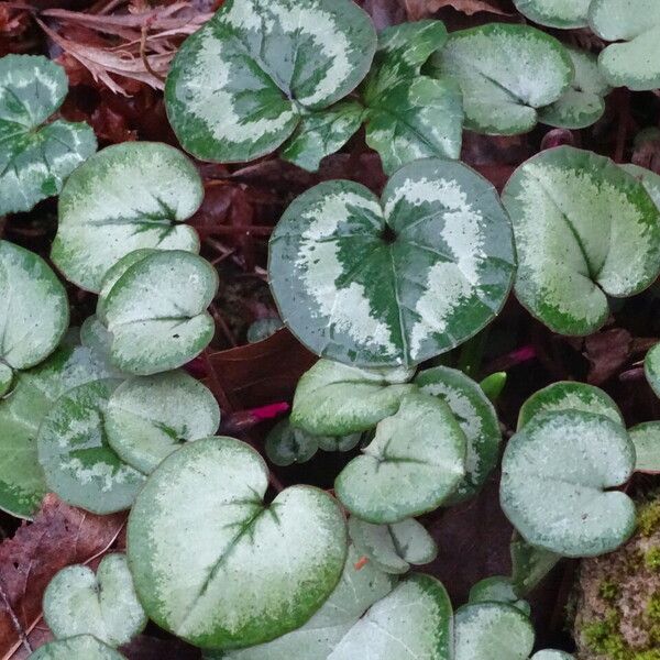 Cyclamen coum 葉