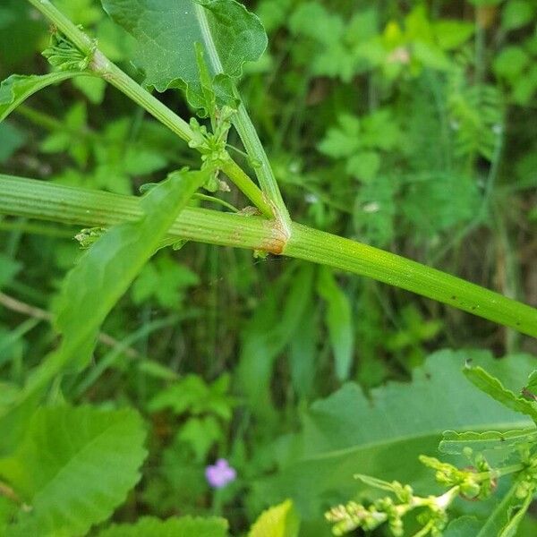 Rumex crispus 樹皮