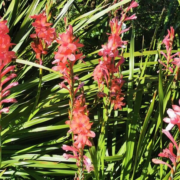 Watsonia borbonica Flor