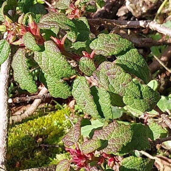 Cistus monspeliensis 葉