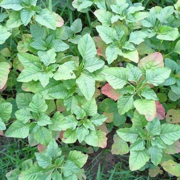 Amaranthus dubius Fuelha