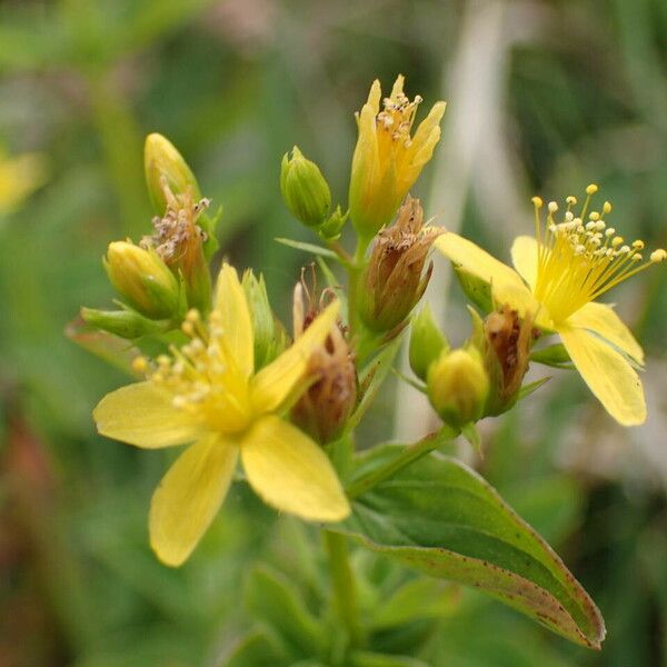 Hypericum tetrapterum Kukka