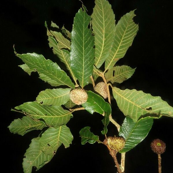 Quercus insignis Leaf