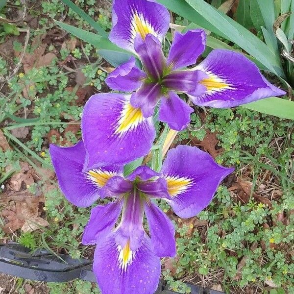 Iris virginica ᱵᱟᱦᱟ