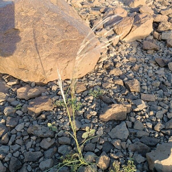 Aristida adscensionis Vivejo