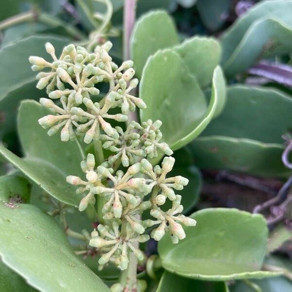 Cissus rotundifolia फूल