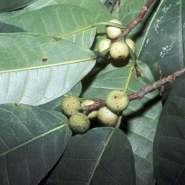 Ficus krukovii Vrucht