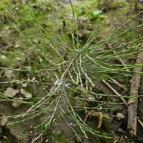 Equisetum palustre Hábitos