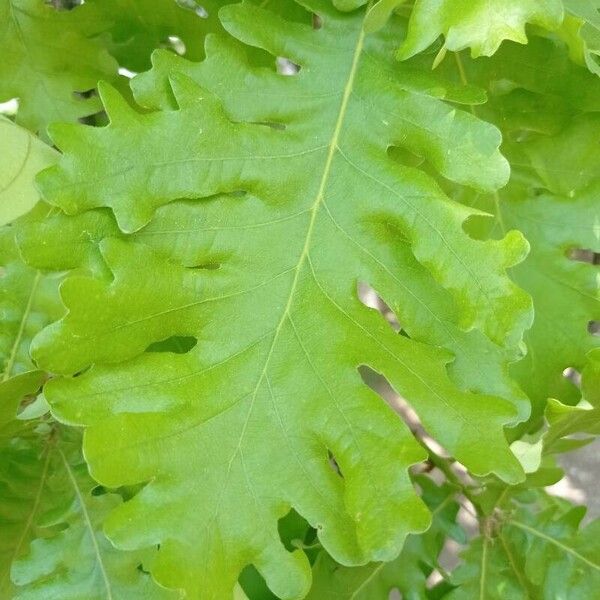 Quercus frainetto Leaf