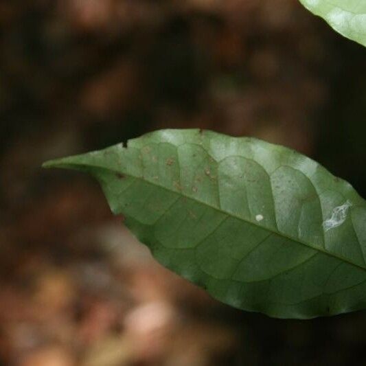 Eugenia patrisii Leaf