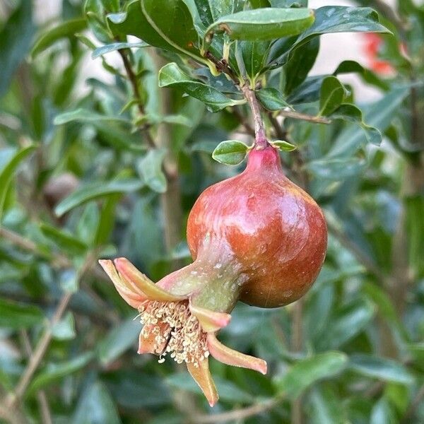 Punica granatum Fruit