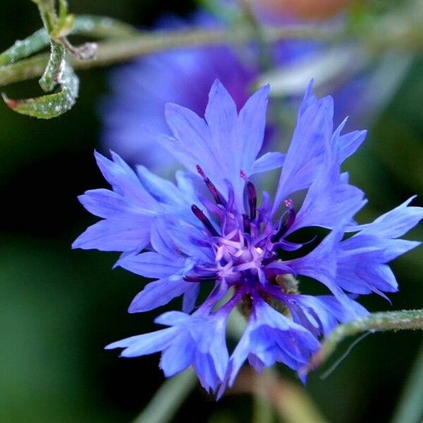 Centaurea cyanus Kwiat