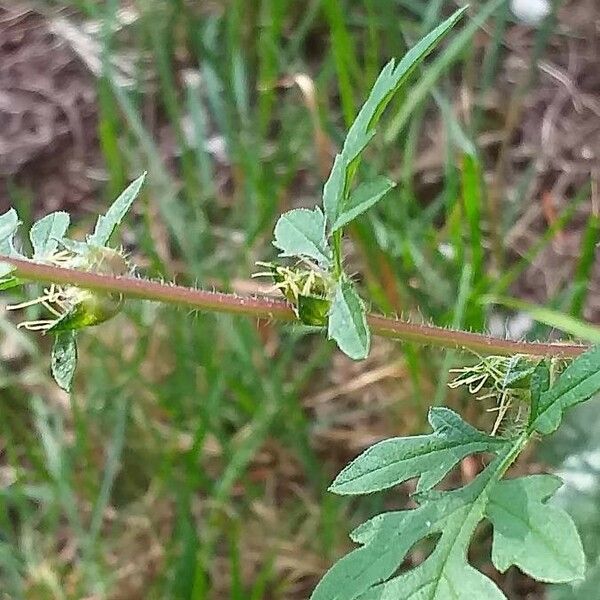 Ambrosia artemisiifolia 葉