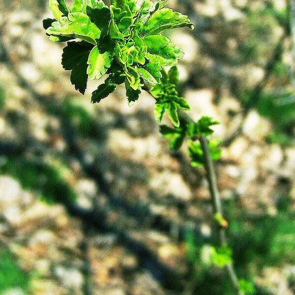 Ribes alpinum Лист