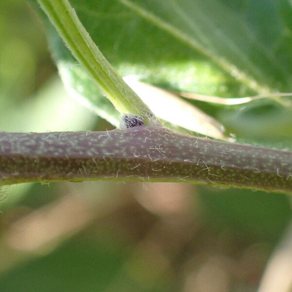 Solanum dulcamara 樹皮