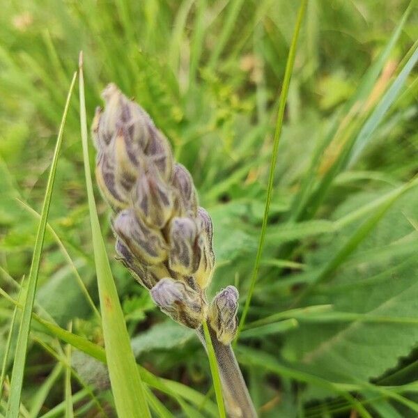 Orobanche purpurea Blad