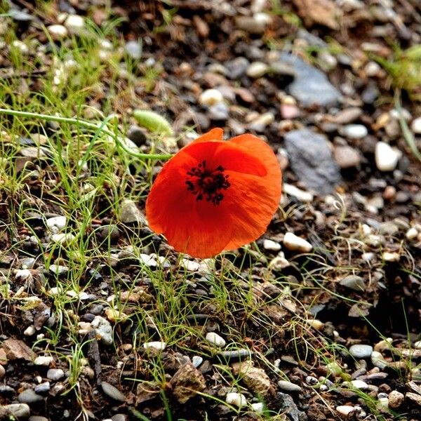 Papaver dubium 花