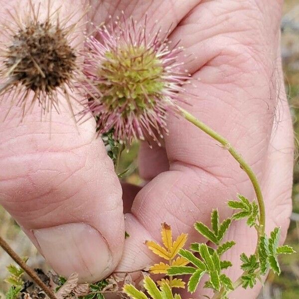 Acaena novae-zelandiae Flor