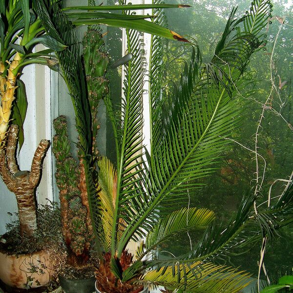 Cycas revoluta Natur