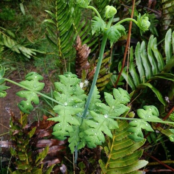 Histiopteris incisa Leaf