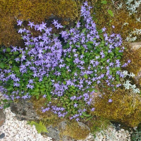 Campanula garganica Fleur