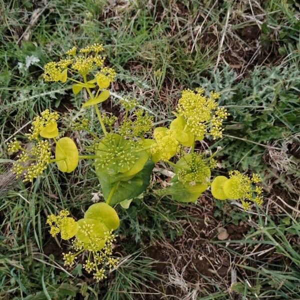 Smyrnium perfoliatum Lorea