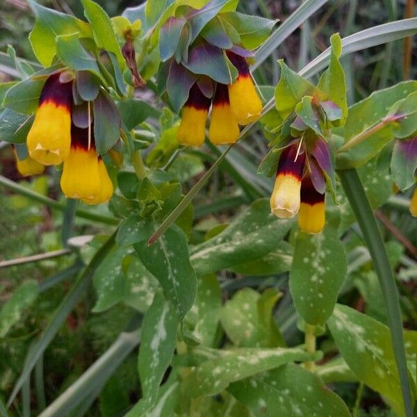 Cerinthe major Λουλούδι