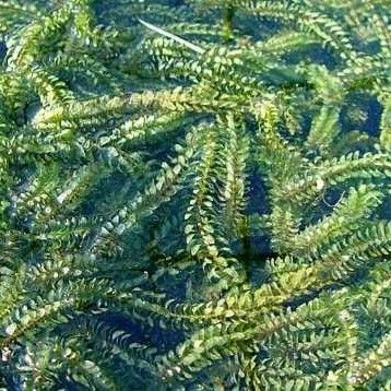 Elodea canadensis Habitus