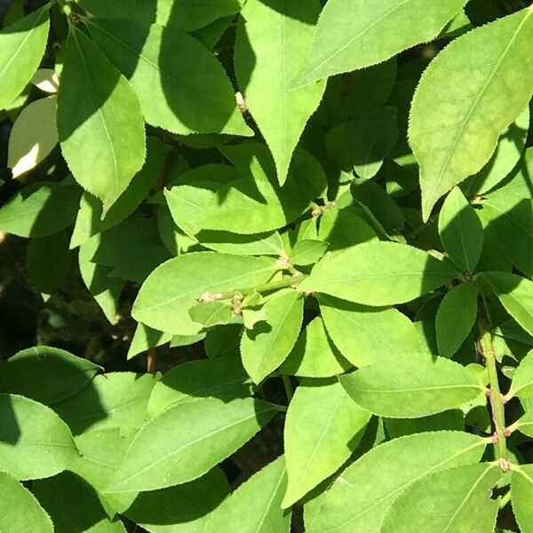 Euonymus alatus পাতা