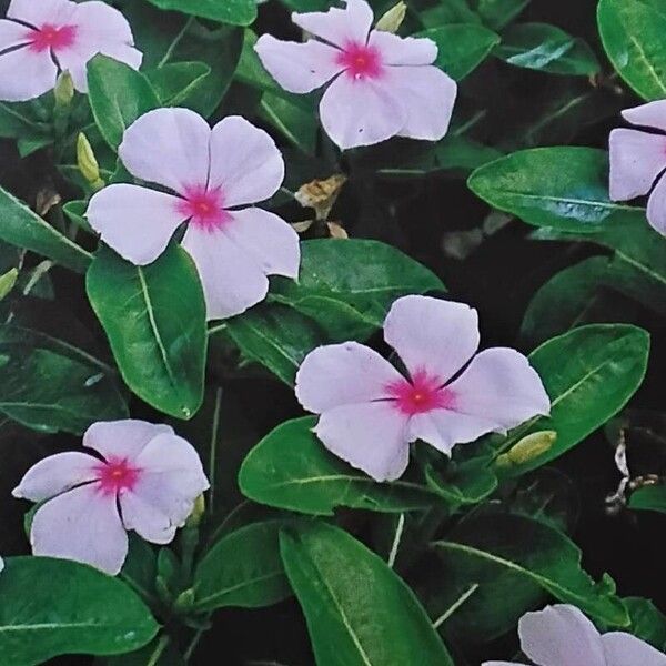 Catharanthus roseus 花