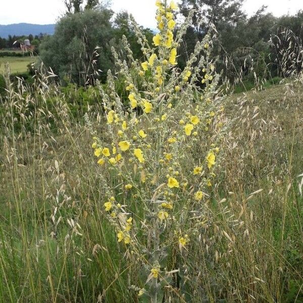 Verbascum pulverulentum Pokrój