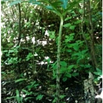 Dracunculus vulgaris Bark