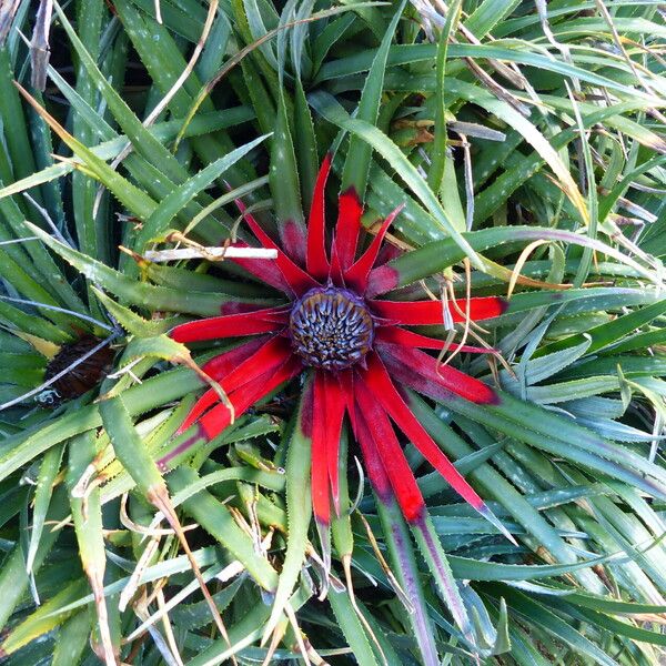 Fascicularia bicolor Flower