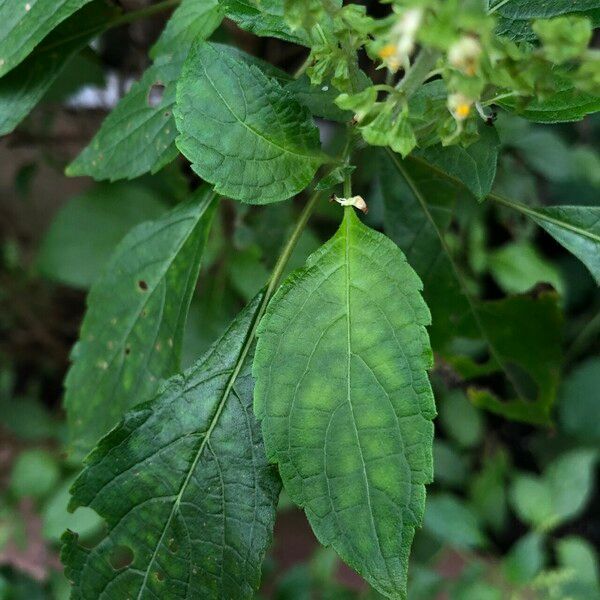 Ocimum gratissimum Foglia